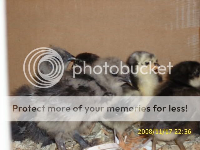 Dec08009.jpg