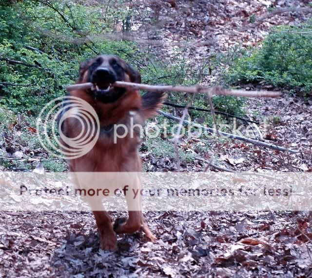 Ella_fetch.jpg