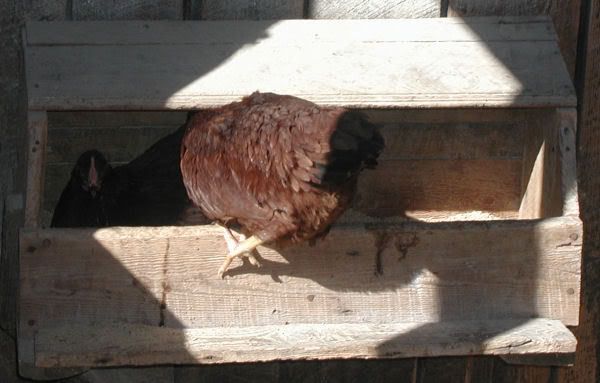 hennypenny3.jpg