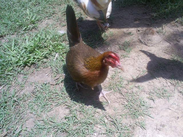 animals160.jpg