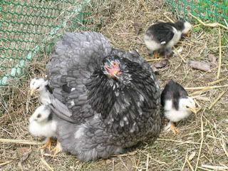 FlockMarch09018.jpg