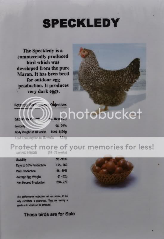 speckledysign.jpg
