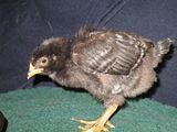 th_Chickies027.jpg