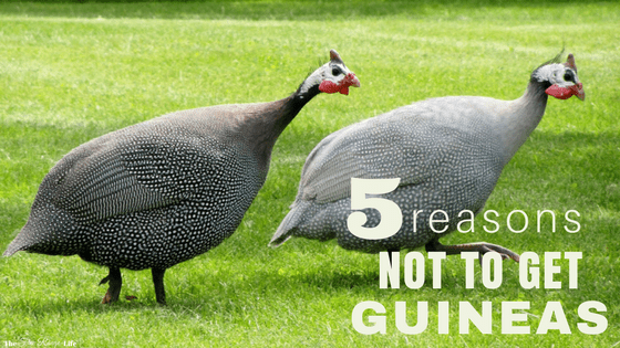 no-guineas.png
