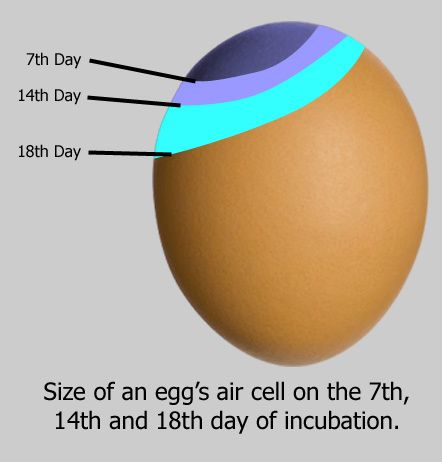 7ce86157_Egg-Air-Cell-Size.jpeg