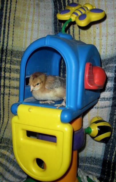chickinbox005.jpg