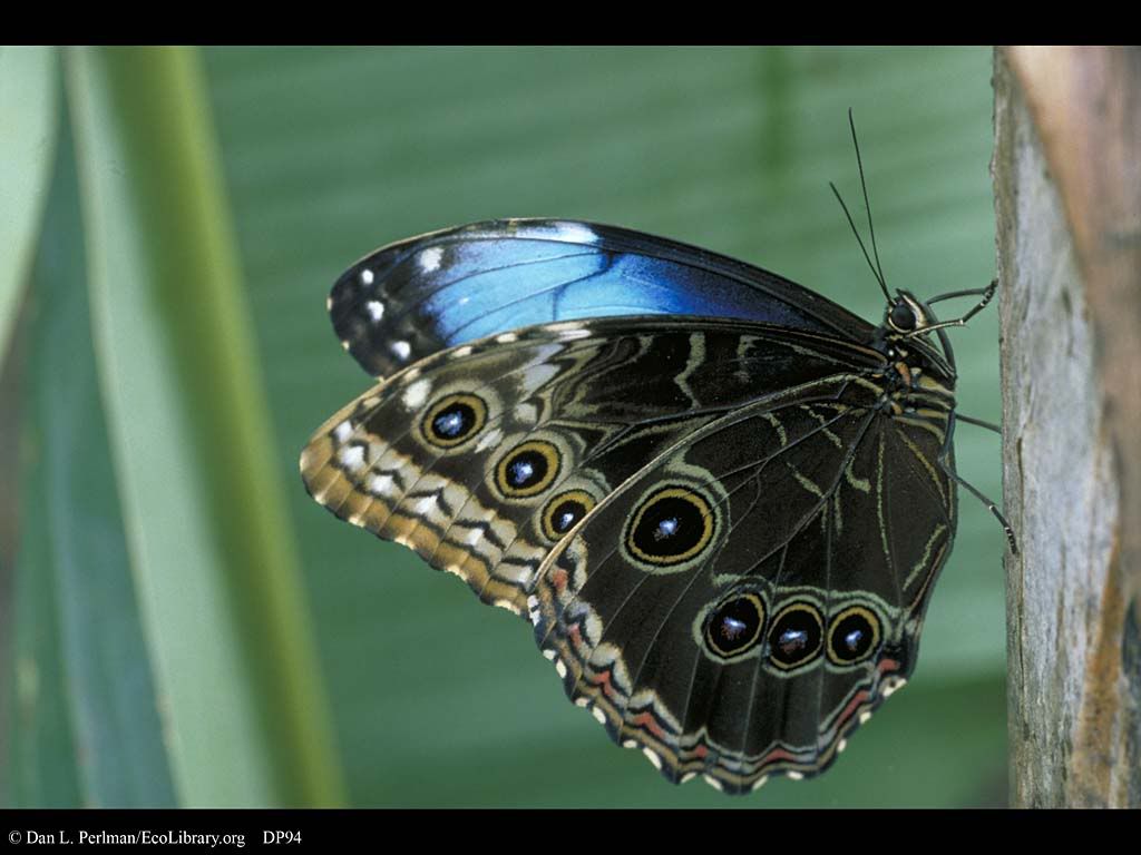 Butterfly_adult_Morpho_life_cycle_DP94.jpg