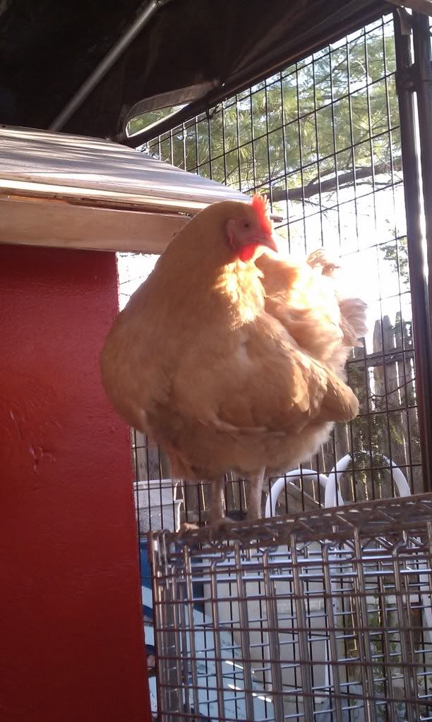 IMAG0780.jpg
