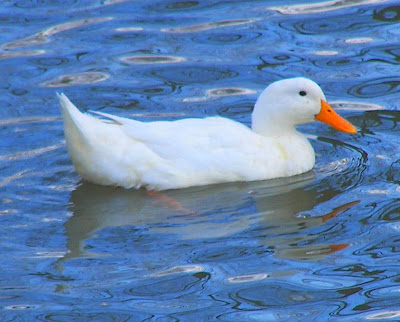pekin+duck+2.jpg