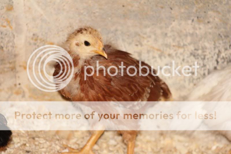 TSCChicks009.jpg