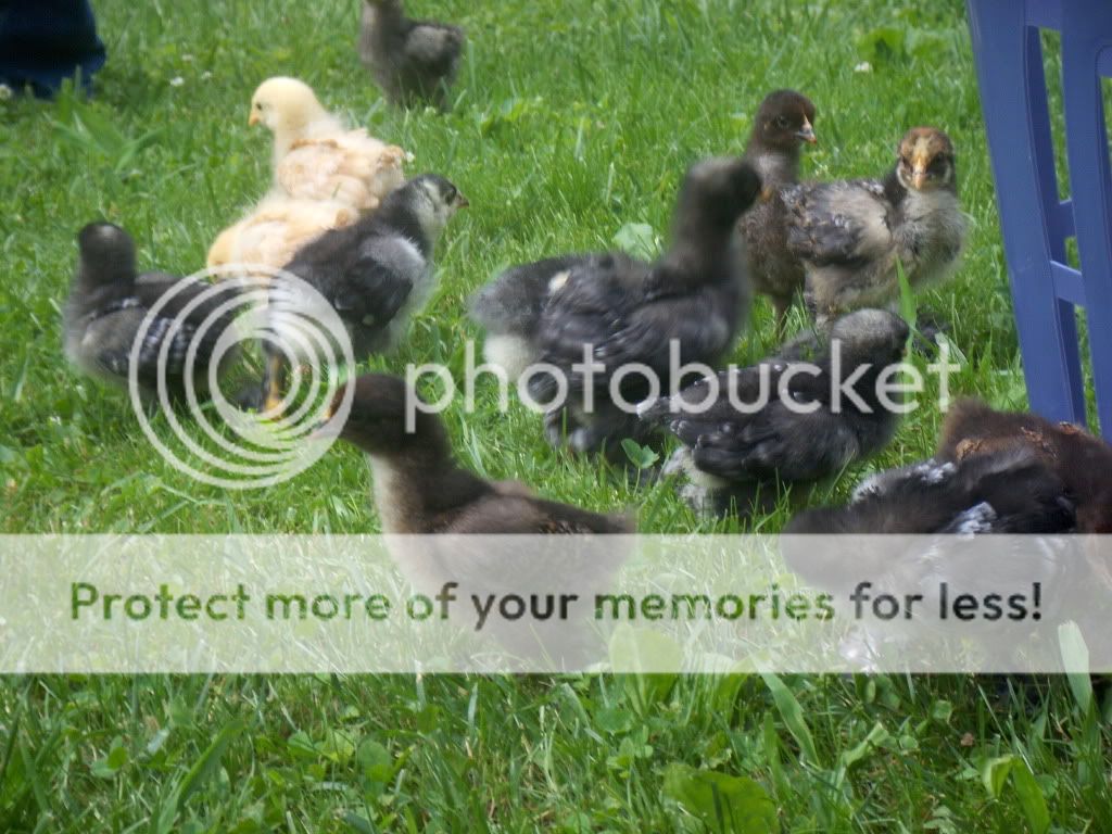 PaitonsBirthdayandChickPictures110.jpg