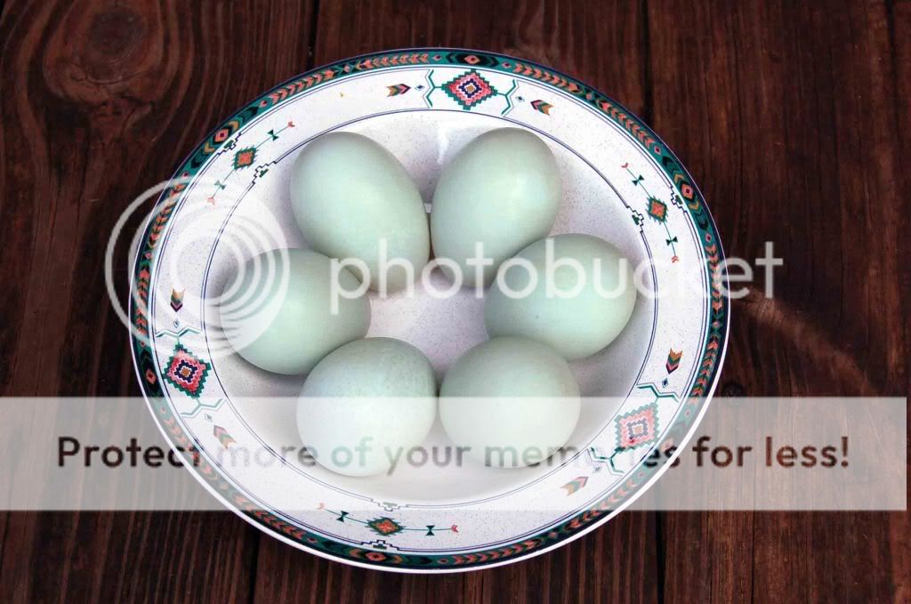 Bowlofduckeggs.jpg