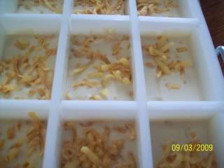 100_2959.jpg