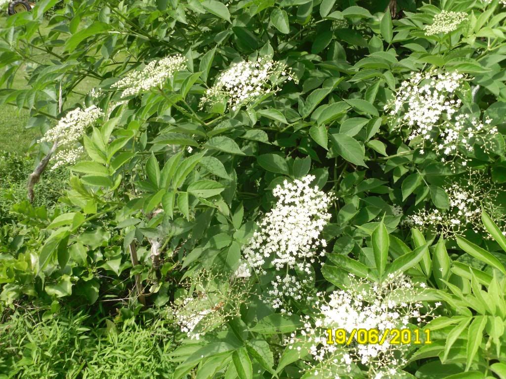 elderberry008.jpg