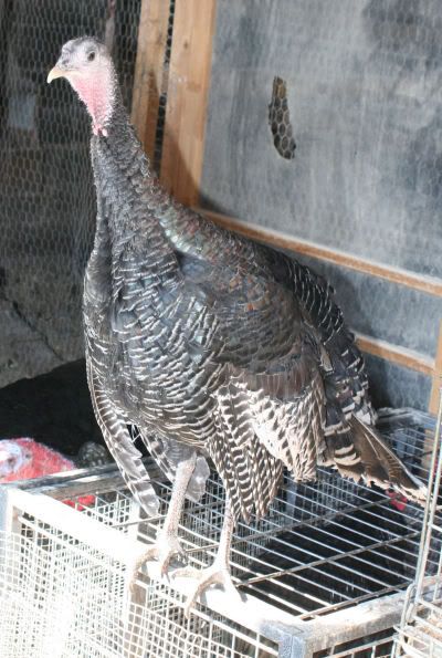 turkey1-1.jpg