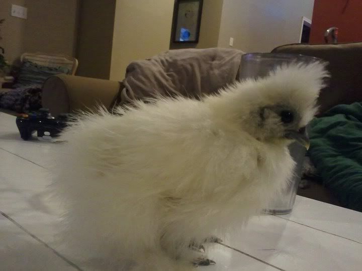 silkie86side.jpg