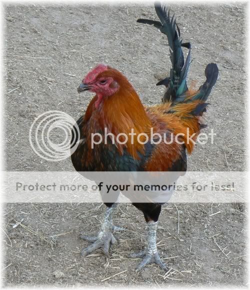 RockyWeb.jpg