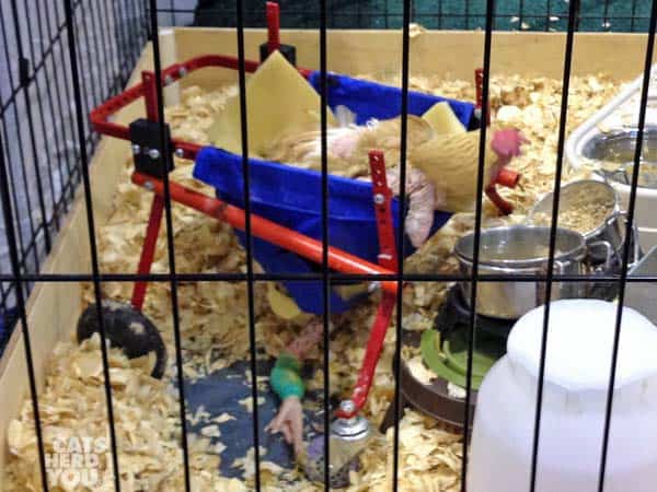 chicken_in_wheelchair_02_wm.jpg