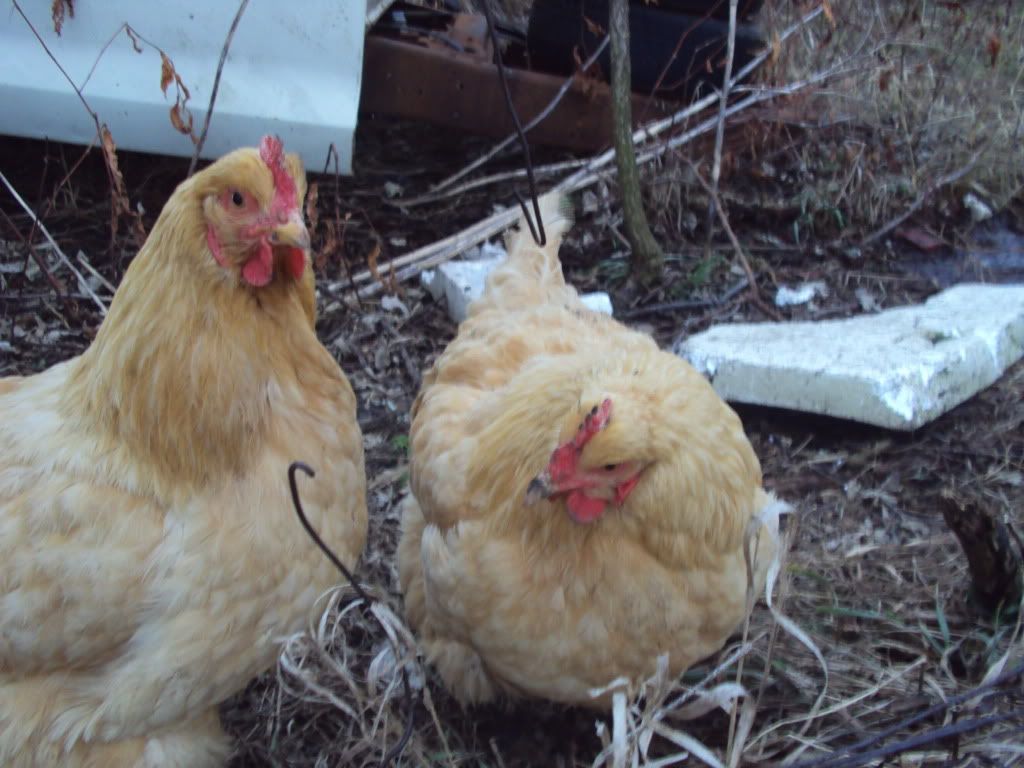 ChickPicks191.jpg