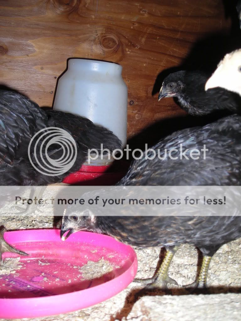 Picture004.jpg