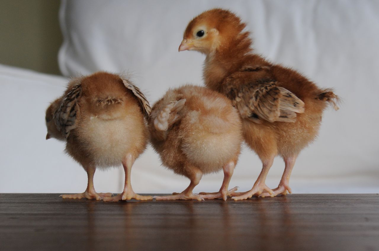 chicks23.jpg