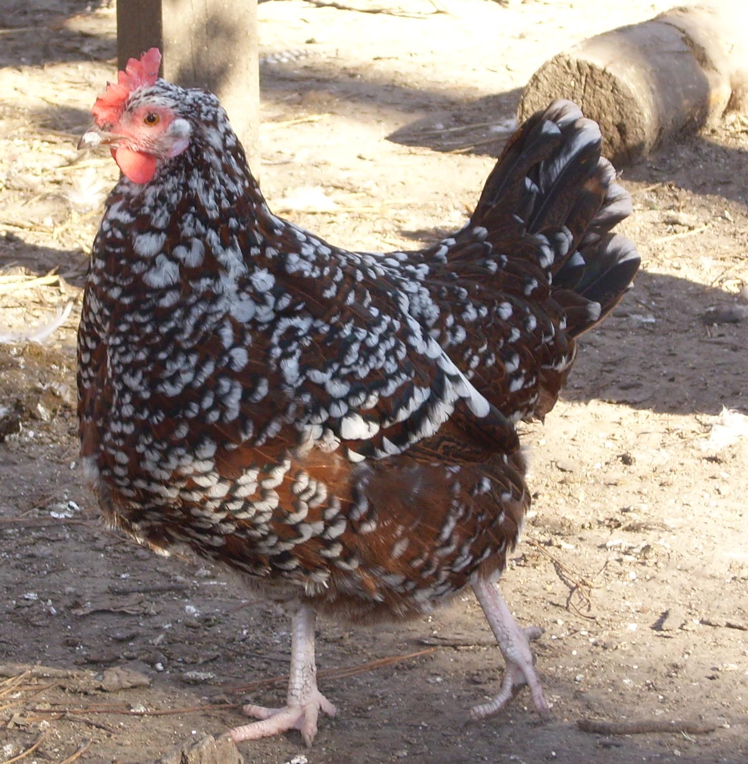 sussex20hen2.jpg