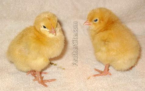 BuffOrpChix.JPEG