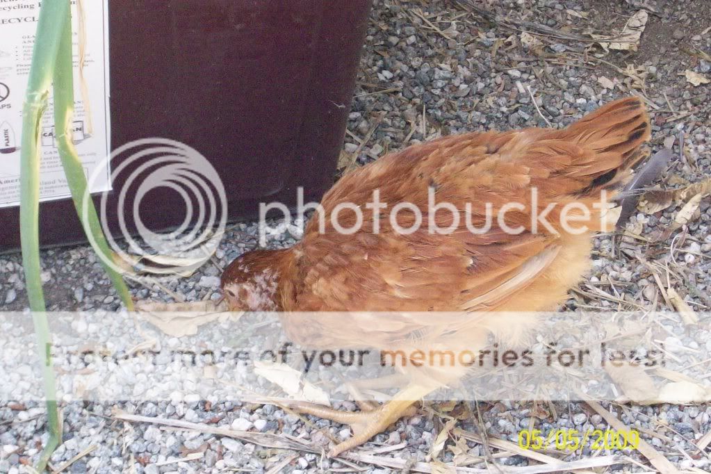 Cinnamon.jpg