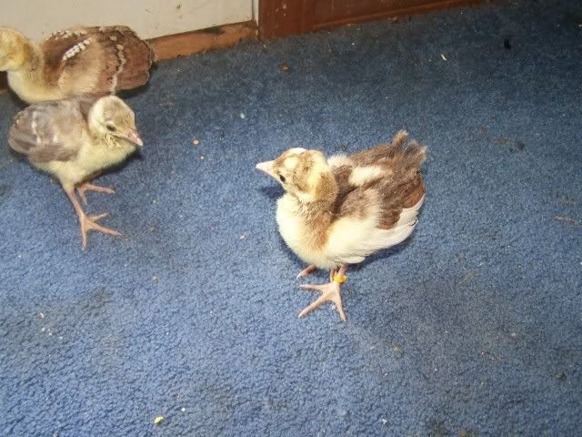 peachicks013.jpg