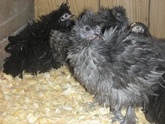 NewChickens015.jpg