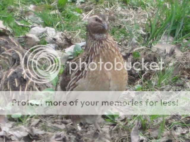 IMG_0856.jpg