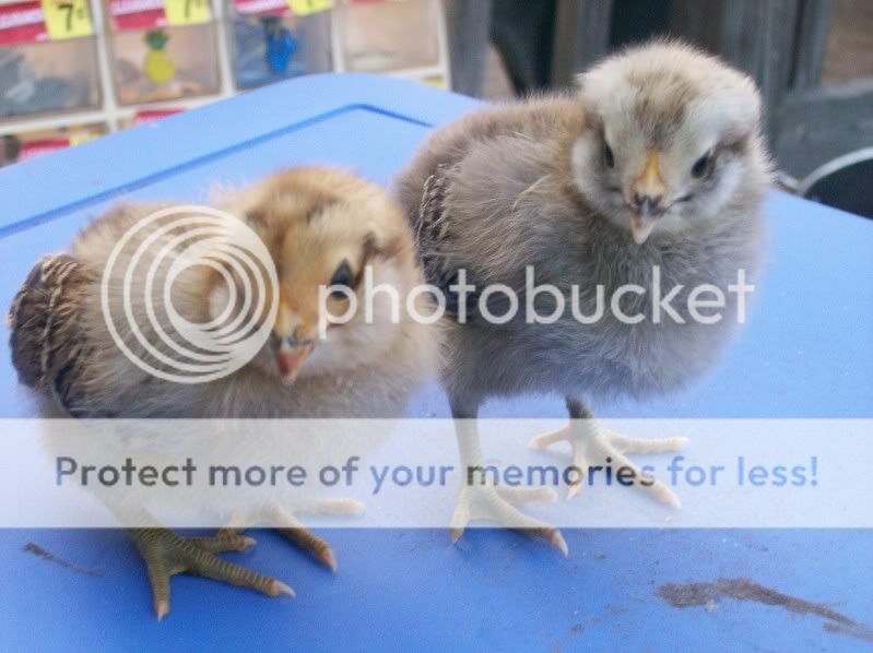 chick.jpg