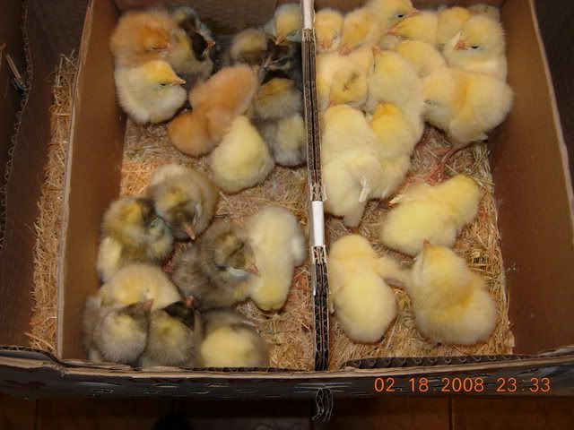 MMChicks001.jpg