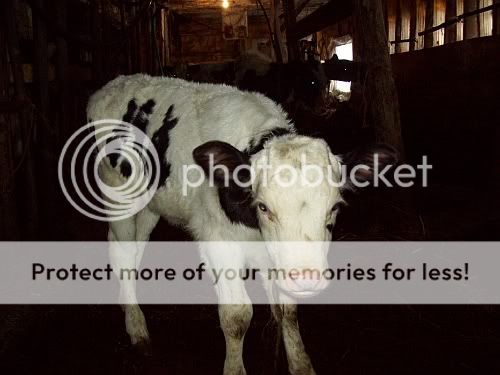 wfcalf.jpg