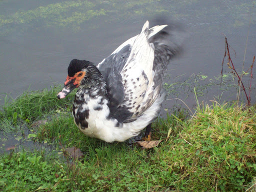 100_4803.JPG