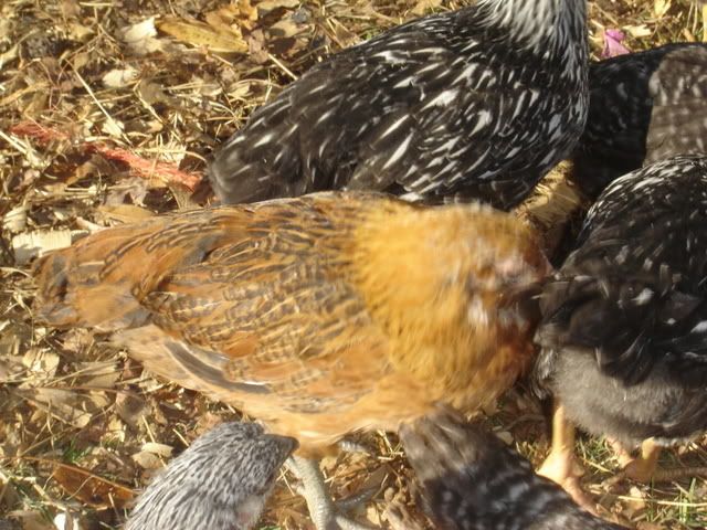 chicks7weeks003.jpg