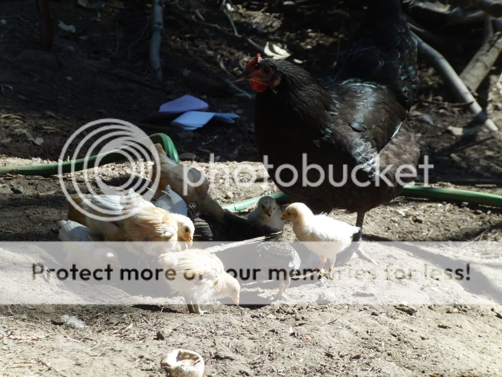FILE0138.jpg