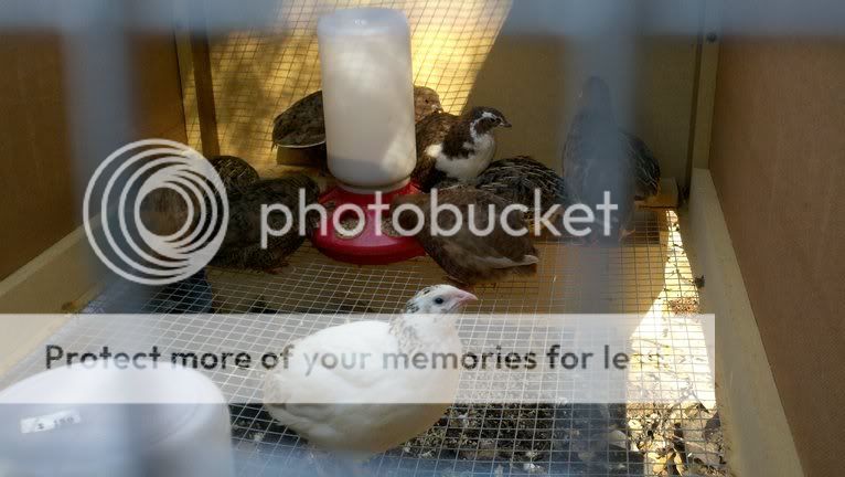photobucket-4570-1325519959877.jpg