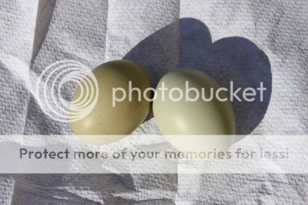 firsteggs.jpg