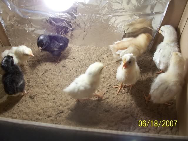 allchick.jpg