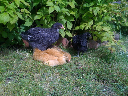photo%2817%29.jpg