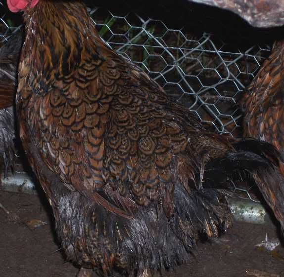 feather_change01.jpg