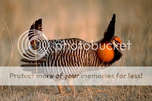 PrairieChicken1_l.jpg