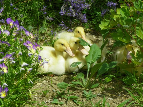 ducks-on-the-run-1-500x375.jpg