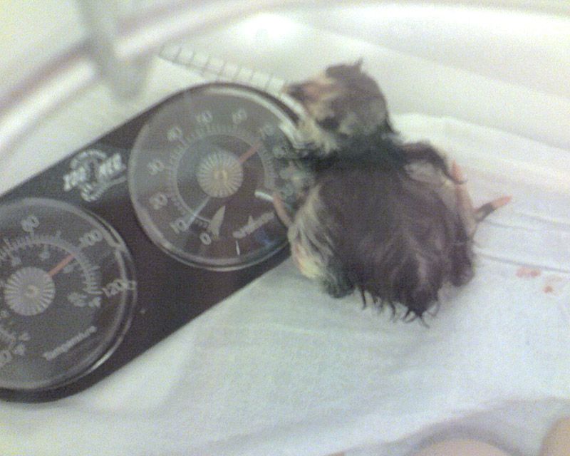 1stHatch1stchick-a.jpg