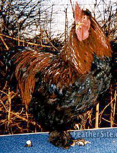 PartrCochinCkl.JPEG