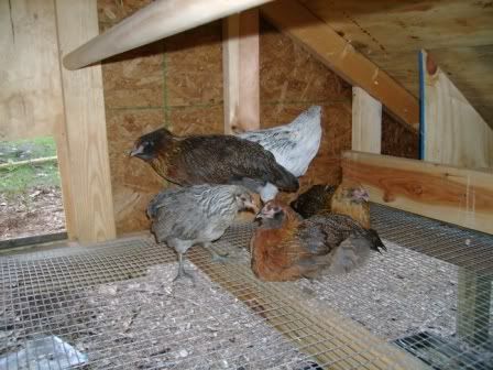 Ruth-with-hatchlings.jpg