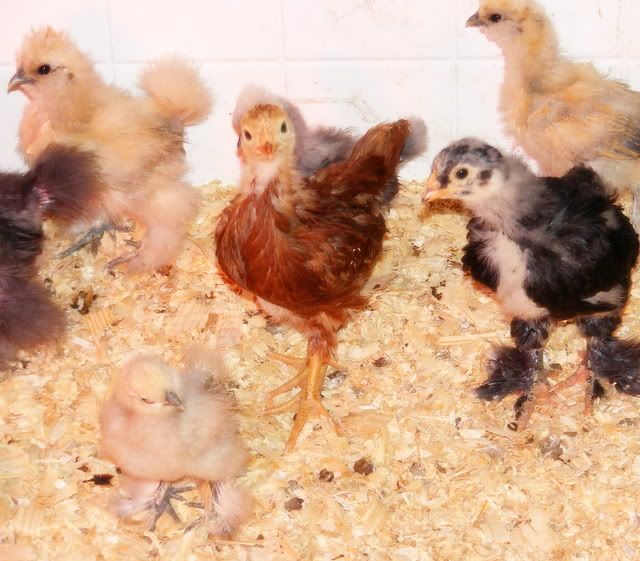 newsilkies2003-1.jpg