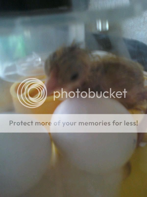 hatch2.jpg