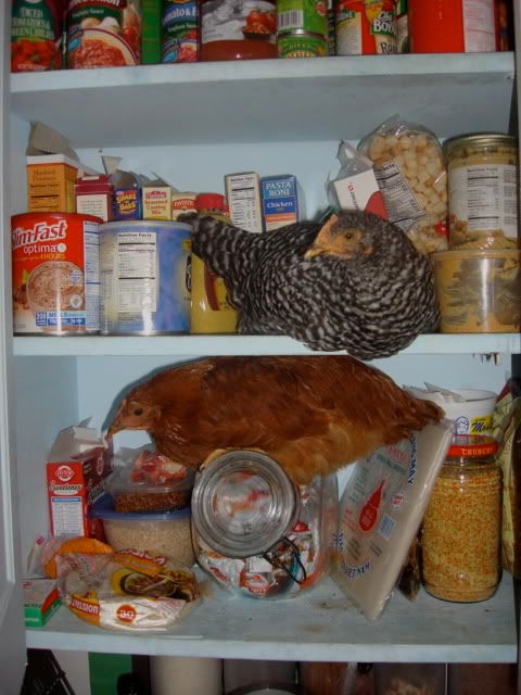 kitchenchickens.jpg